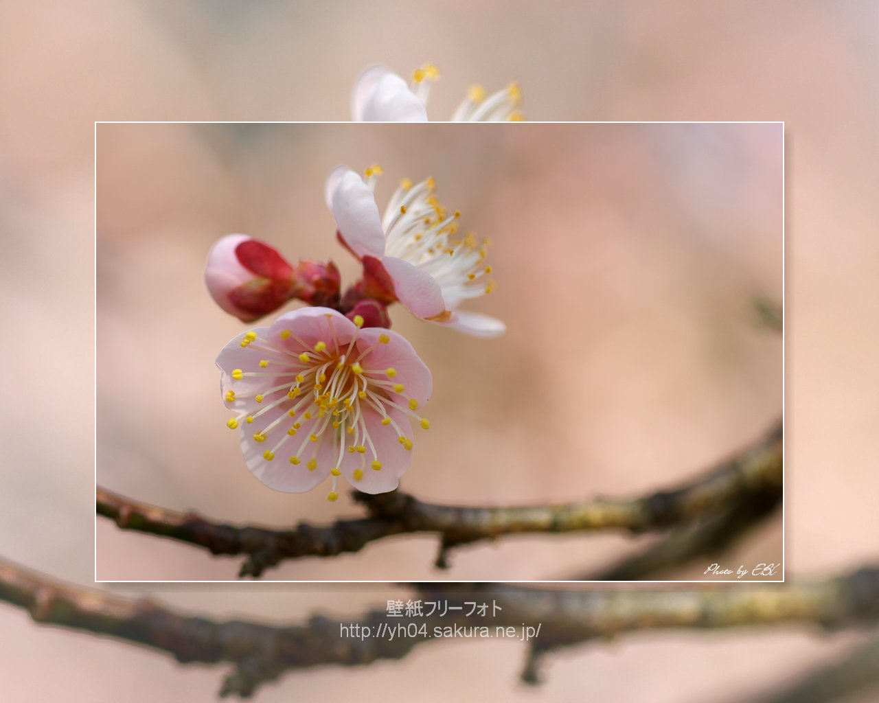 梅の花 高画質 1280 1024 デスクトップ無料壁紙