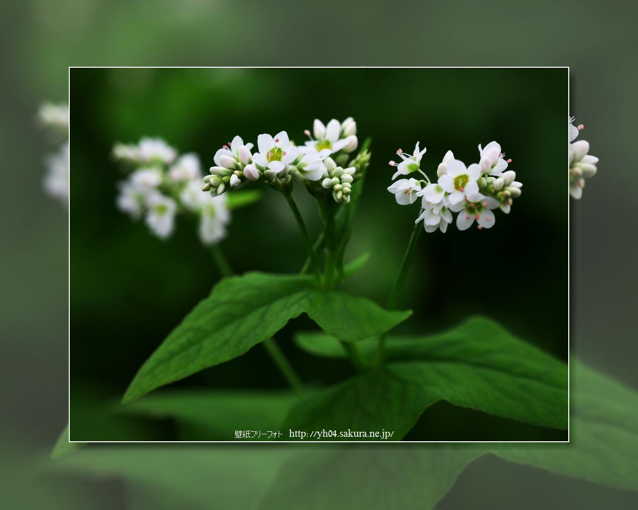 そばの花 高画質 1280 1024 デスクトップ無料壁紙