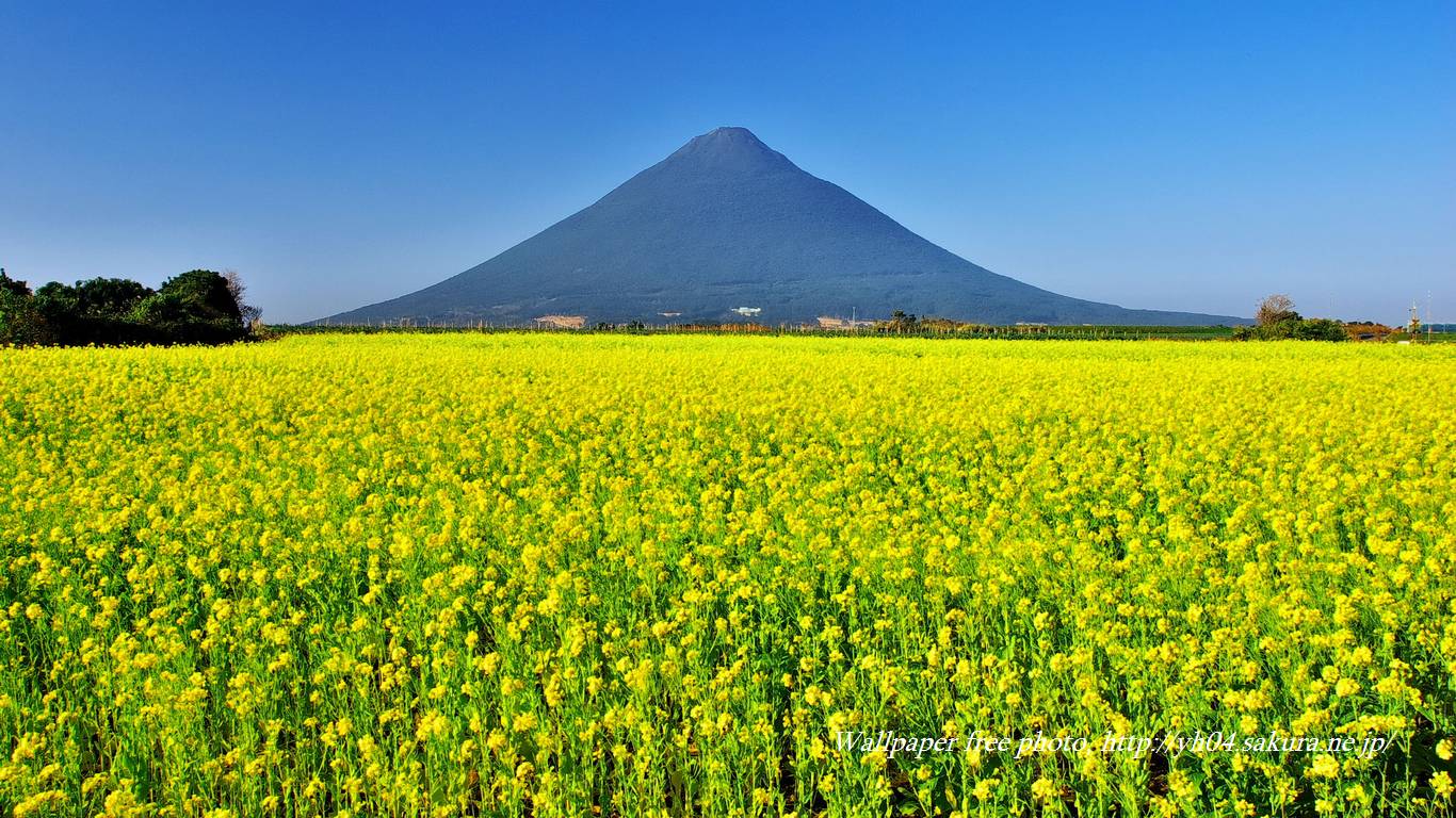 菜の花と薩摩富士 高画質 1366 768 デスクトップ無料壁紙